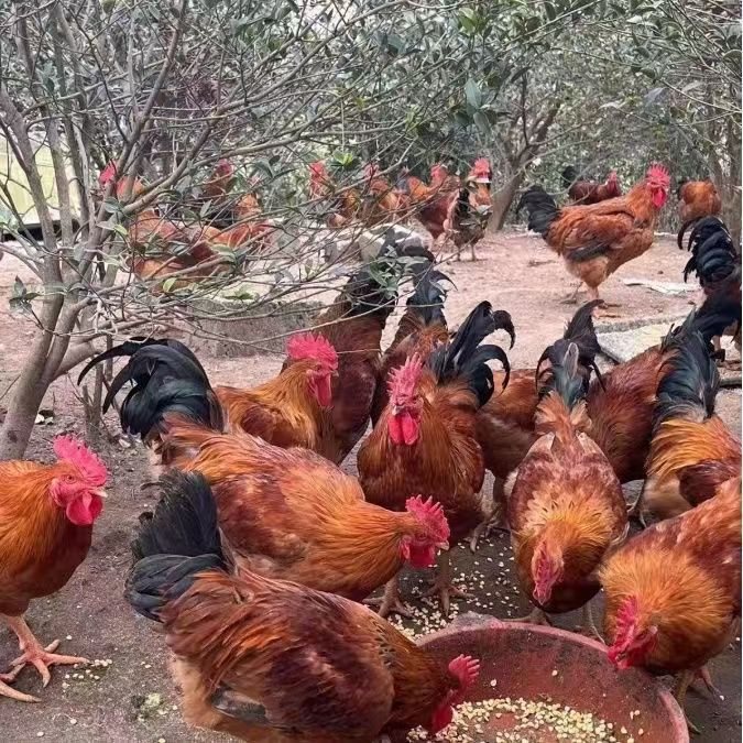 九斤红鸡【红玉鸡】宠物鸡散养溜达鸡活体包邮