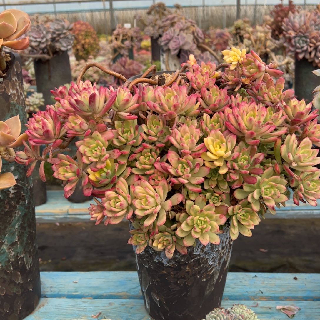 露养老桩小叮当锦脱土发货