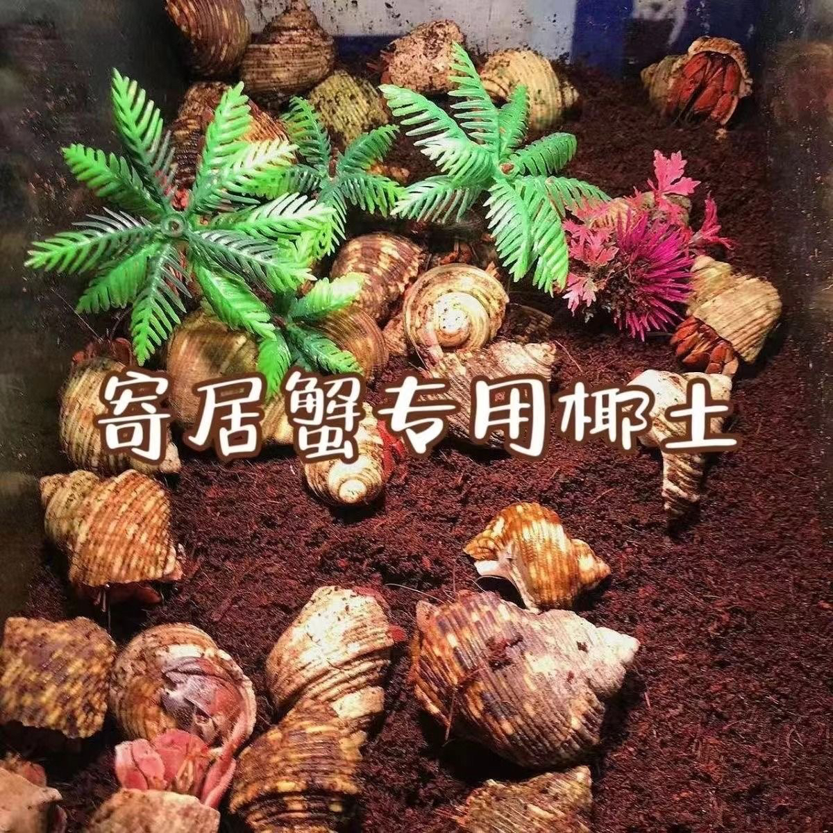 无菌免泡小颗粒寄居蟹椰子椰土垫料爬宠专用不易粘身椰糠无菌椰土