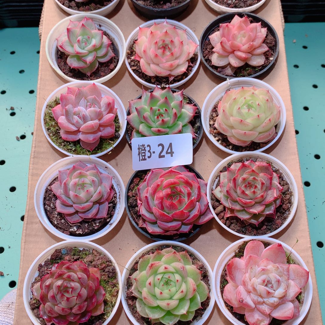 3-24一物一拍多肉带盆18颗