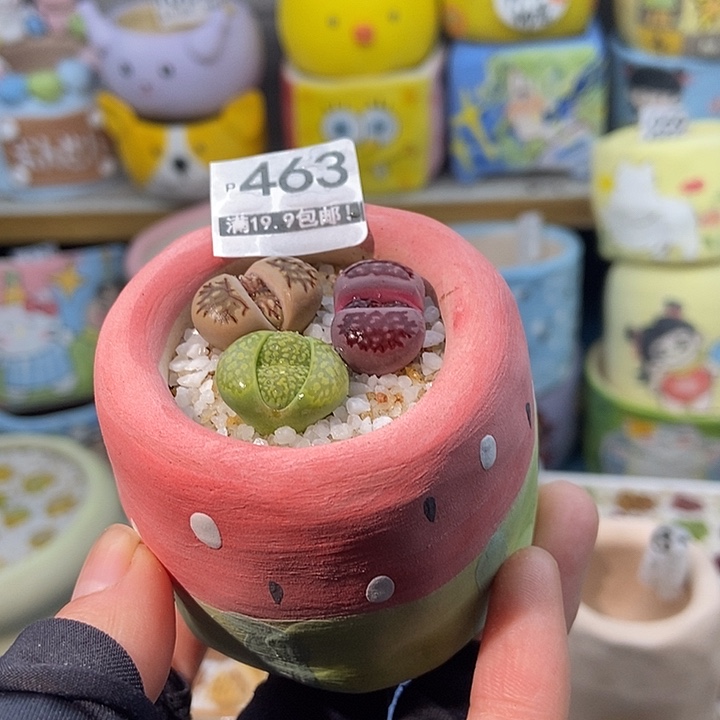 大舅生石花肉锥多肉463