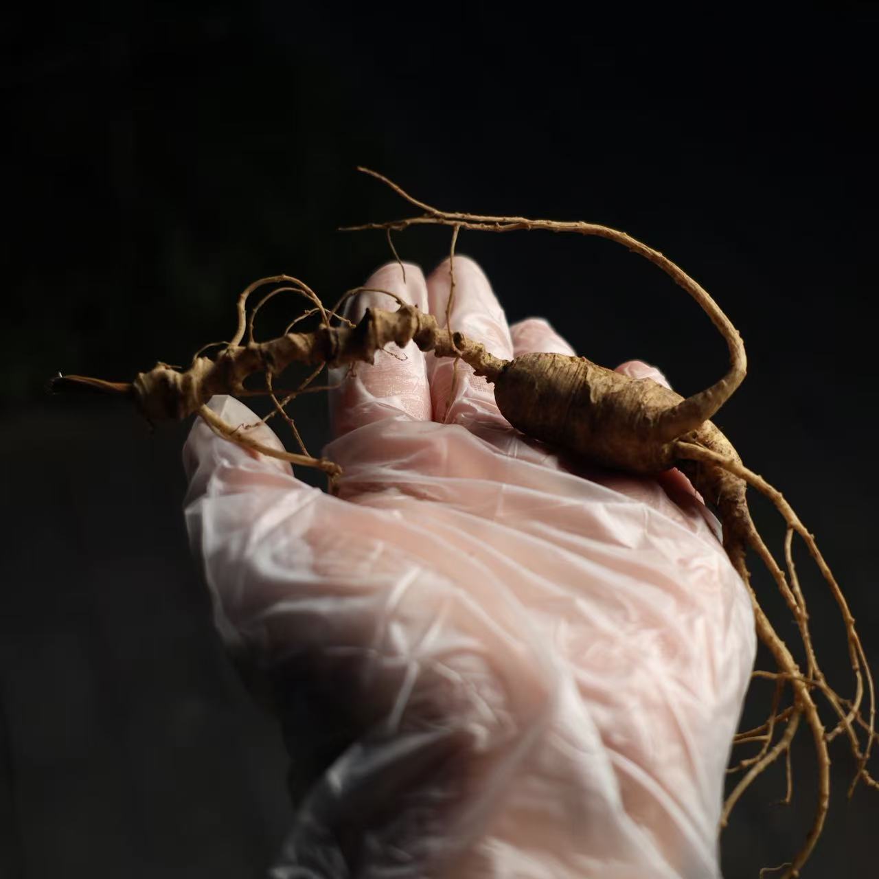 长白山人参野山参原产地新鲜可用于泡酒煲汤滋补身体