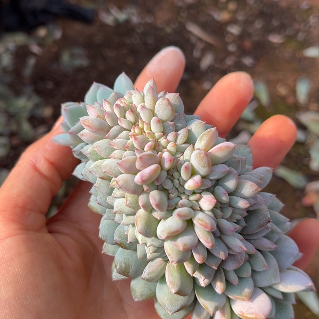 545号新疆西藏内蒙古不包邮