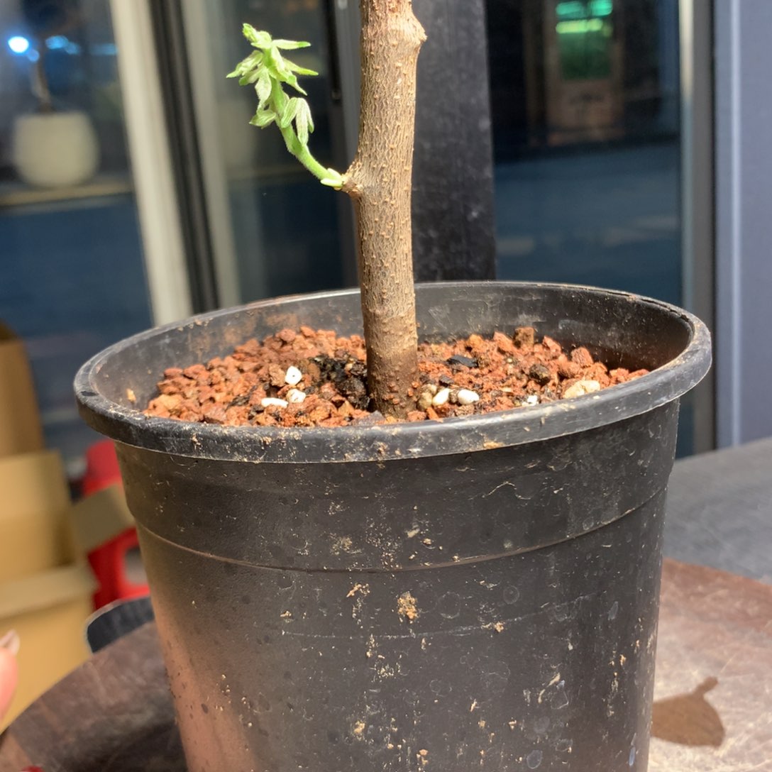 米德尔没药扦插扦插