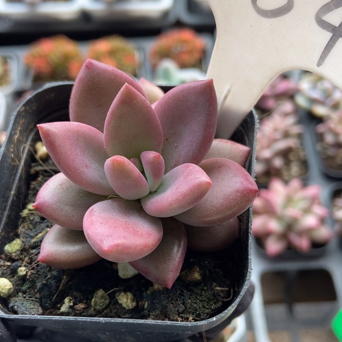 884赫菲多肉植物