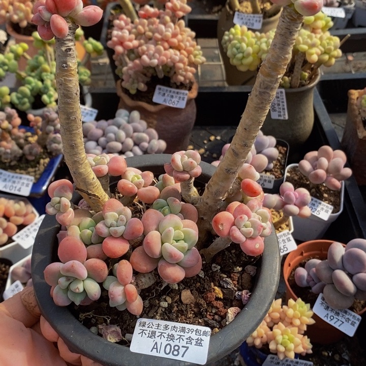 樱花洛神老桩有砍12cm1087多肉植物