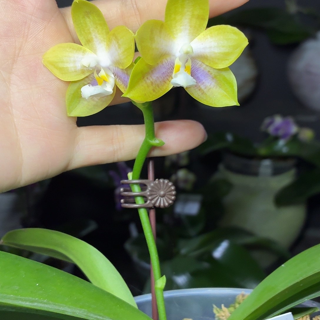 当前无花朵，栽培后可花朵A1101yss1233