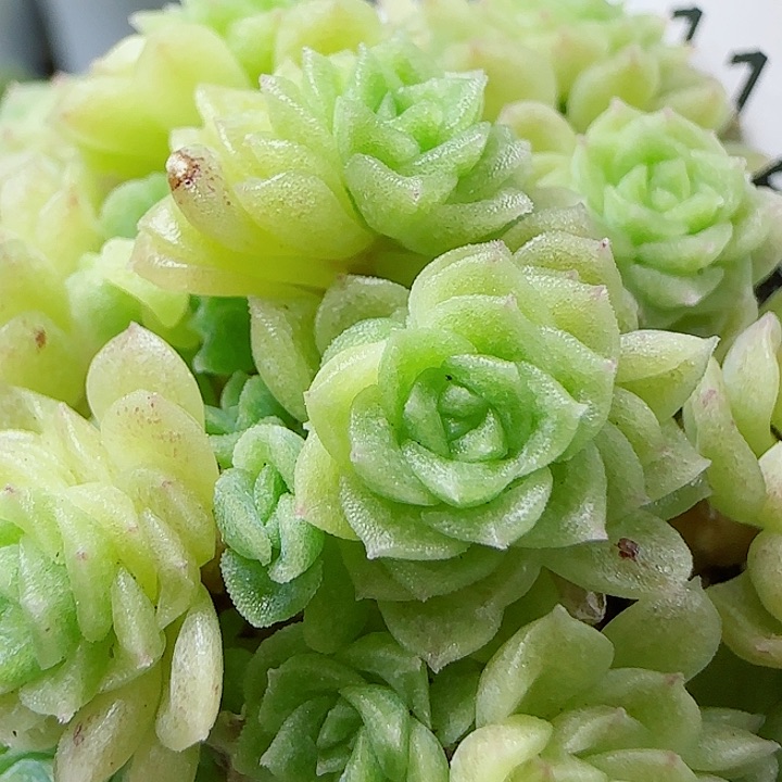 【闪购商品】0529-112优选麦杆