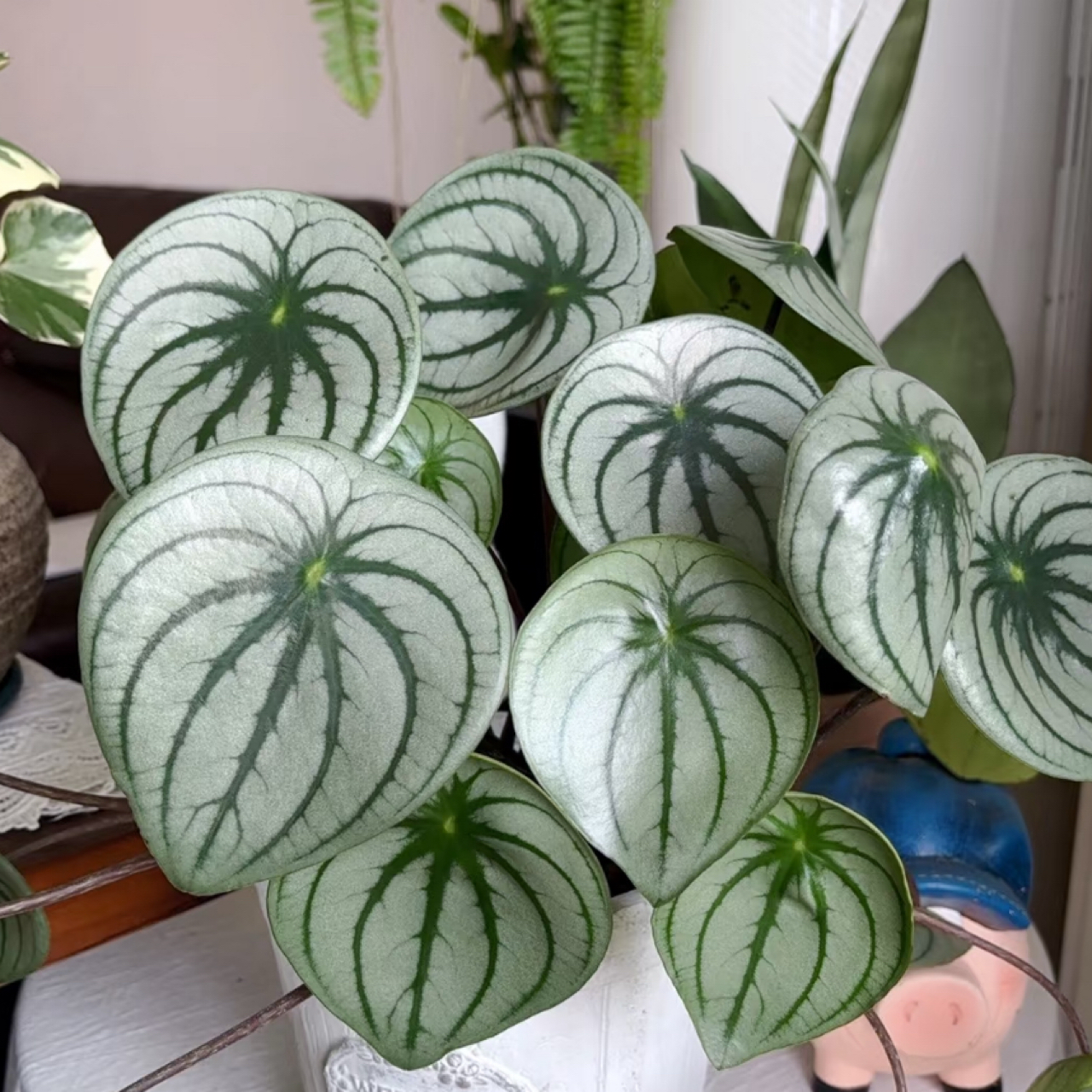 耐荫观叶植物Ins稀有麒麟瓜椒草西瓜皮椒草 · 高度25-30厘米
