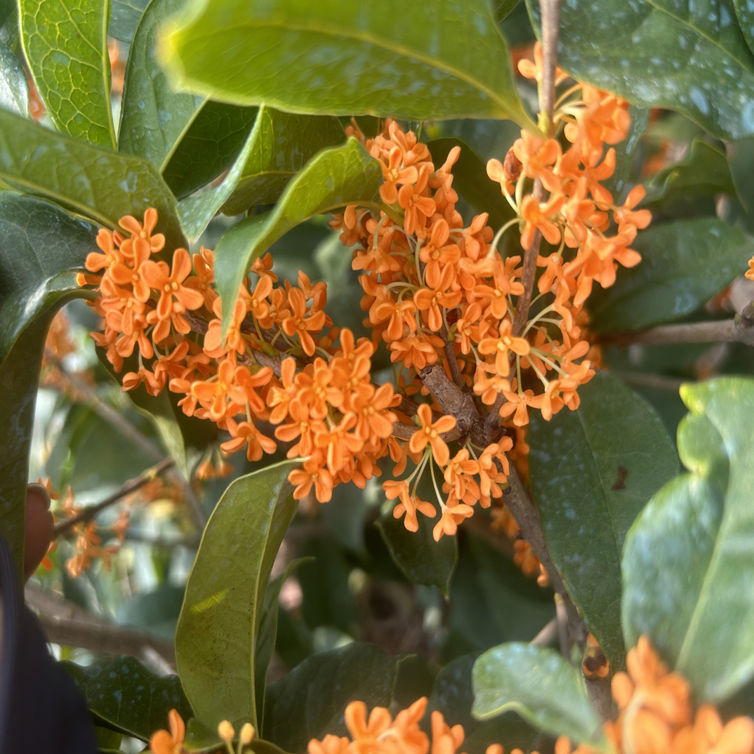 嫁接桂花盆景（直播间链接）