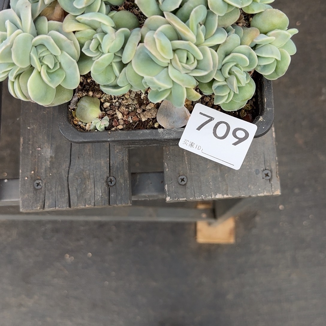 茂***6709 多肉 断枝售后范围：签收起7天内