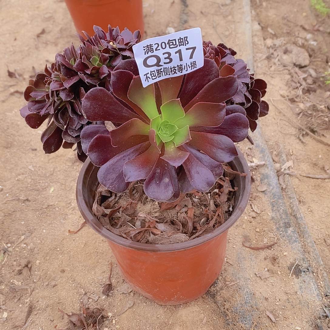 317欧紫缀化多肉