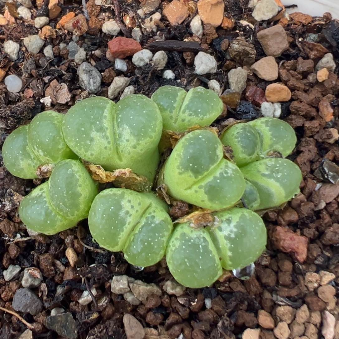 63多肉植物百科知识