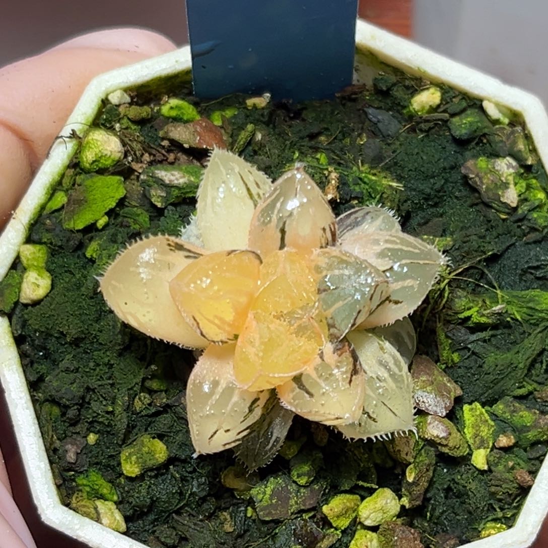 恭喜发财大吉大利952