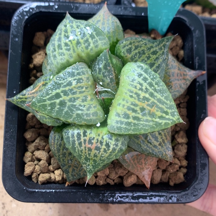 白鲸一物一拍带盆