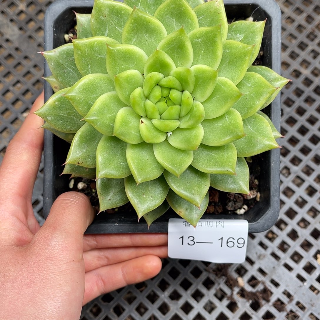 多肉一物一拍13-169