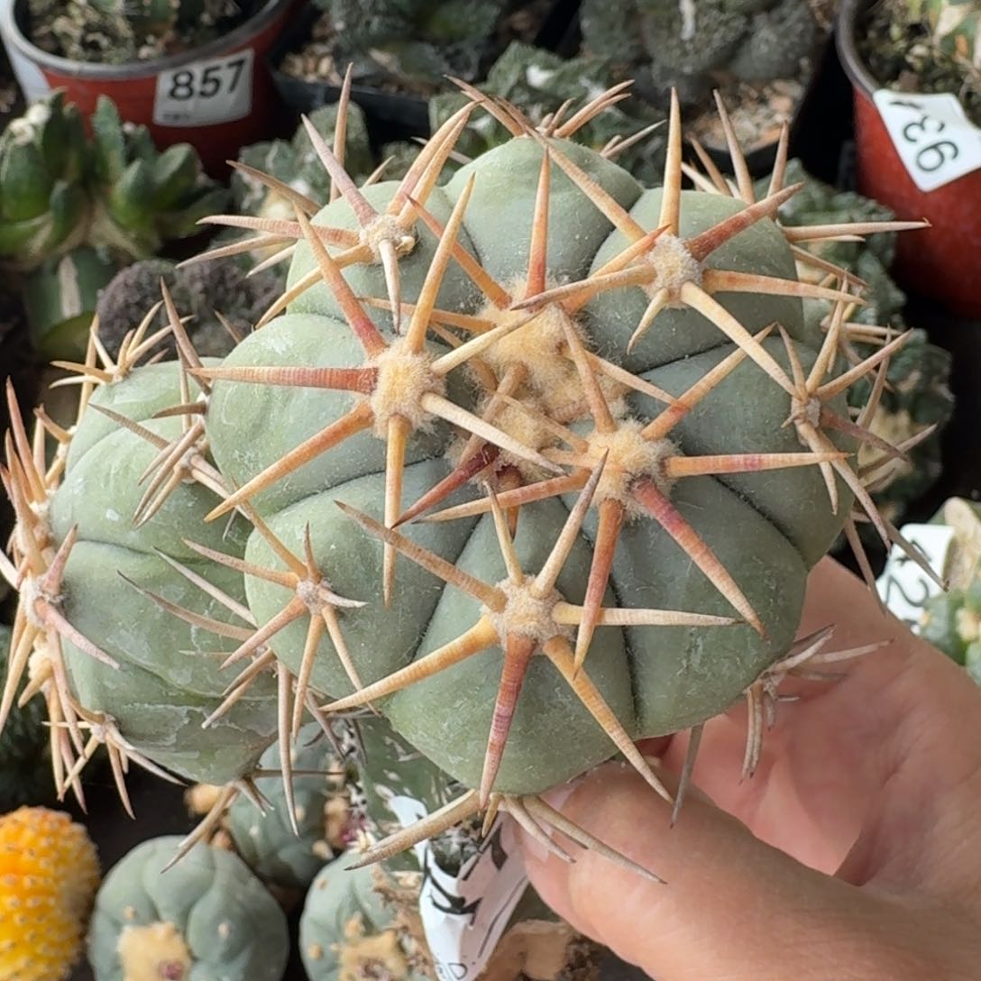 【闪购商品】苗接三头白刺翠屏787