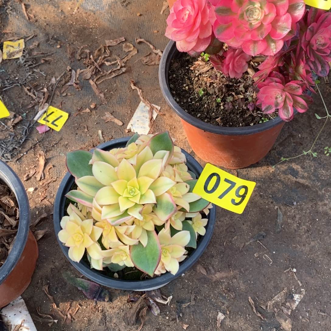 艳日辉多肉法师079嫩庄