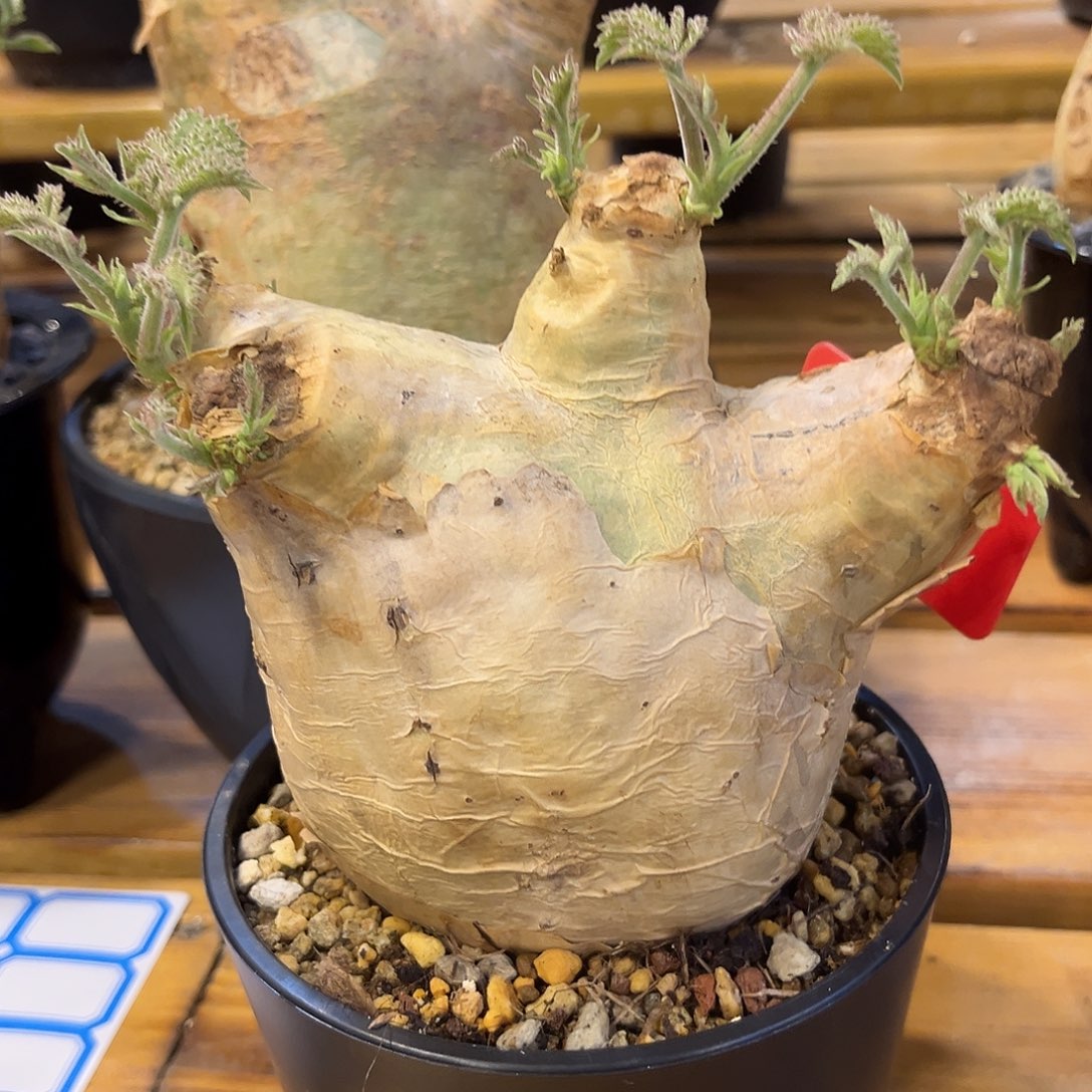 汤圆植物安哥拉葡萄翁4125
