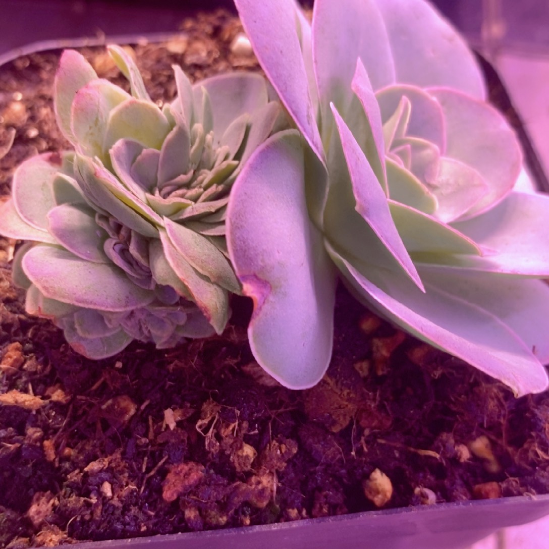 牛***一牛波领12月300档福利一物一拍528缀化