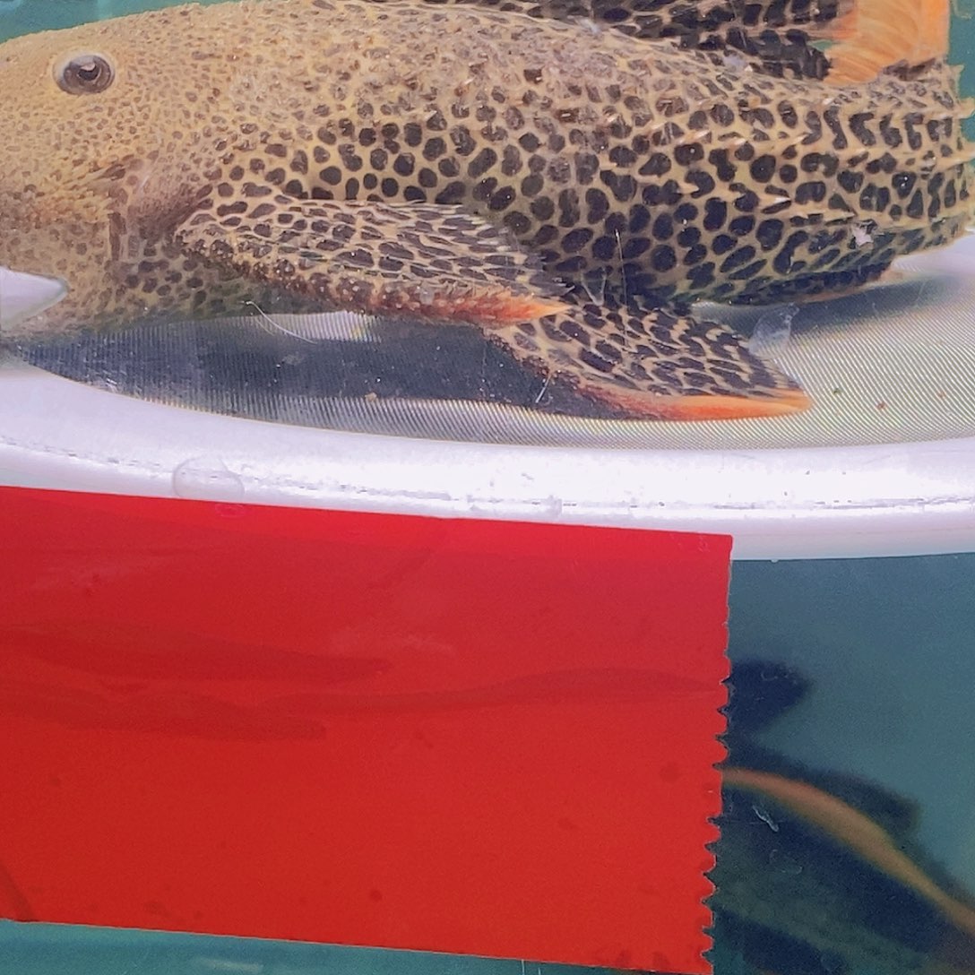 清道夫鱼帝王血钻8号