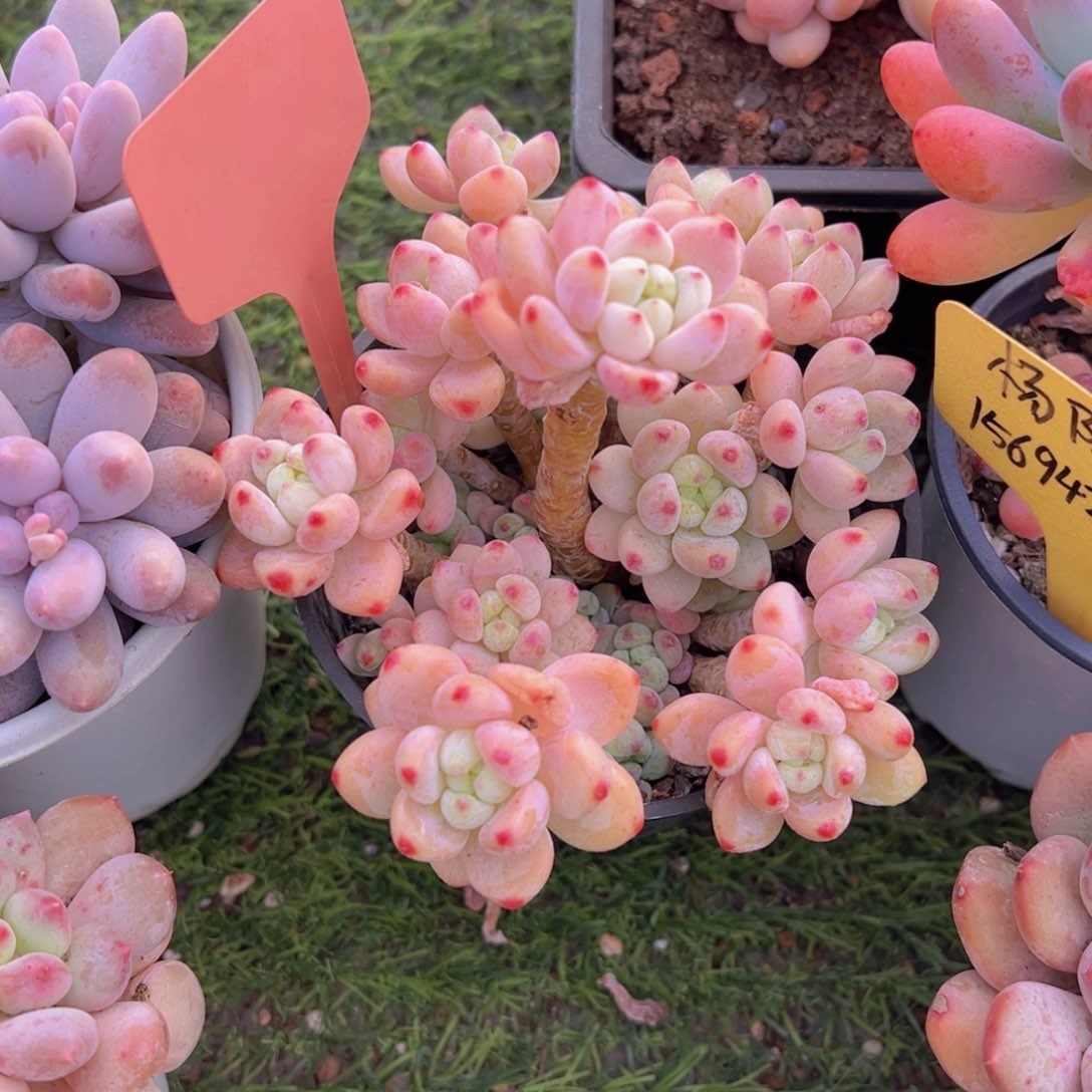 香玉的故事是一个人的故事吗