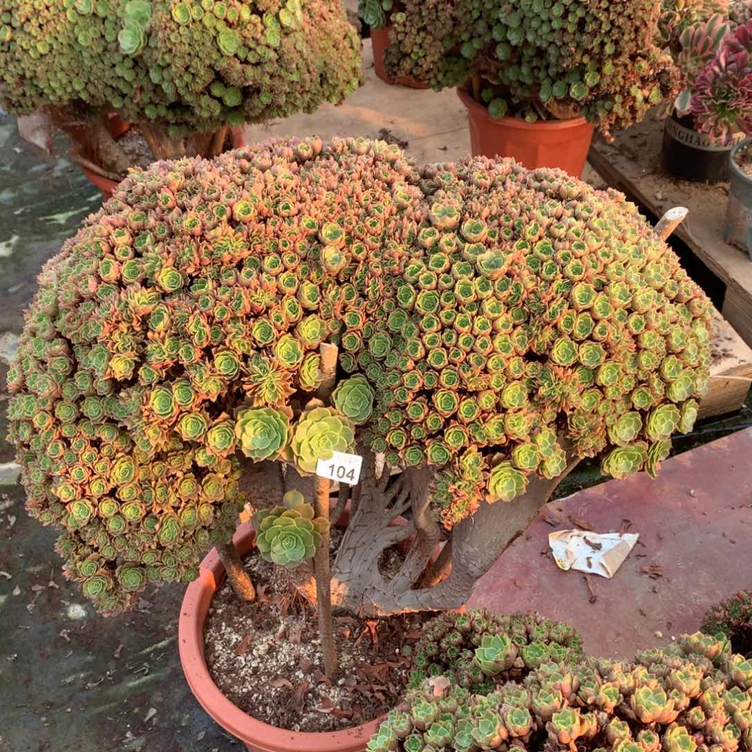 水***山104加钱换一颗万圣节