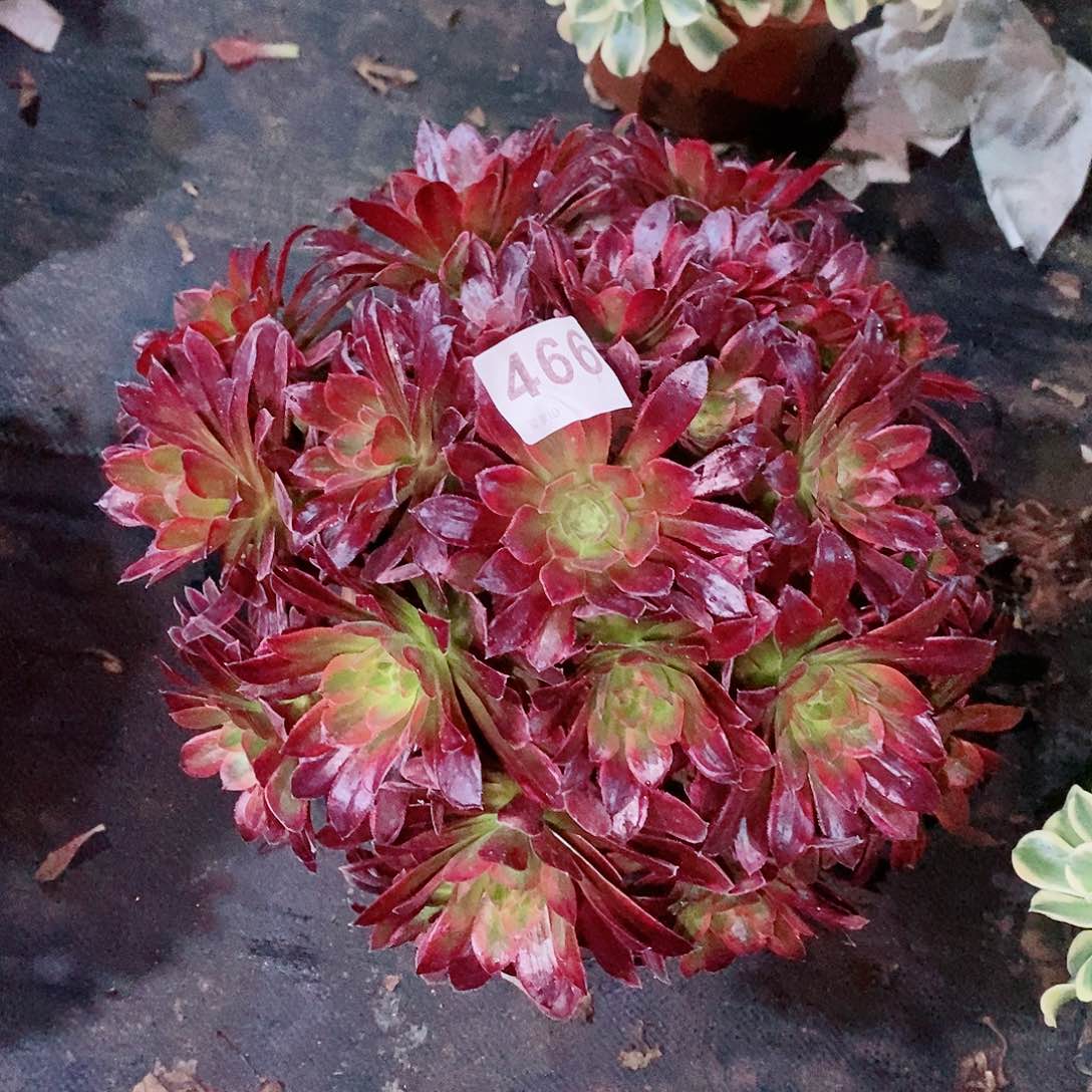 糖果安娜466多肉1111