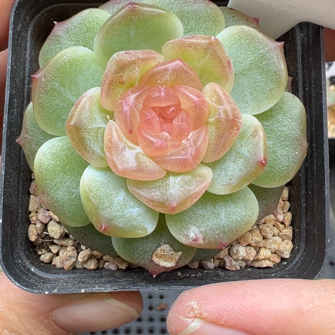 113号无尽灯大规格晗雨