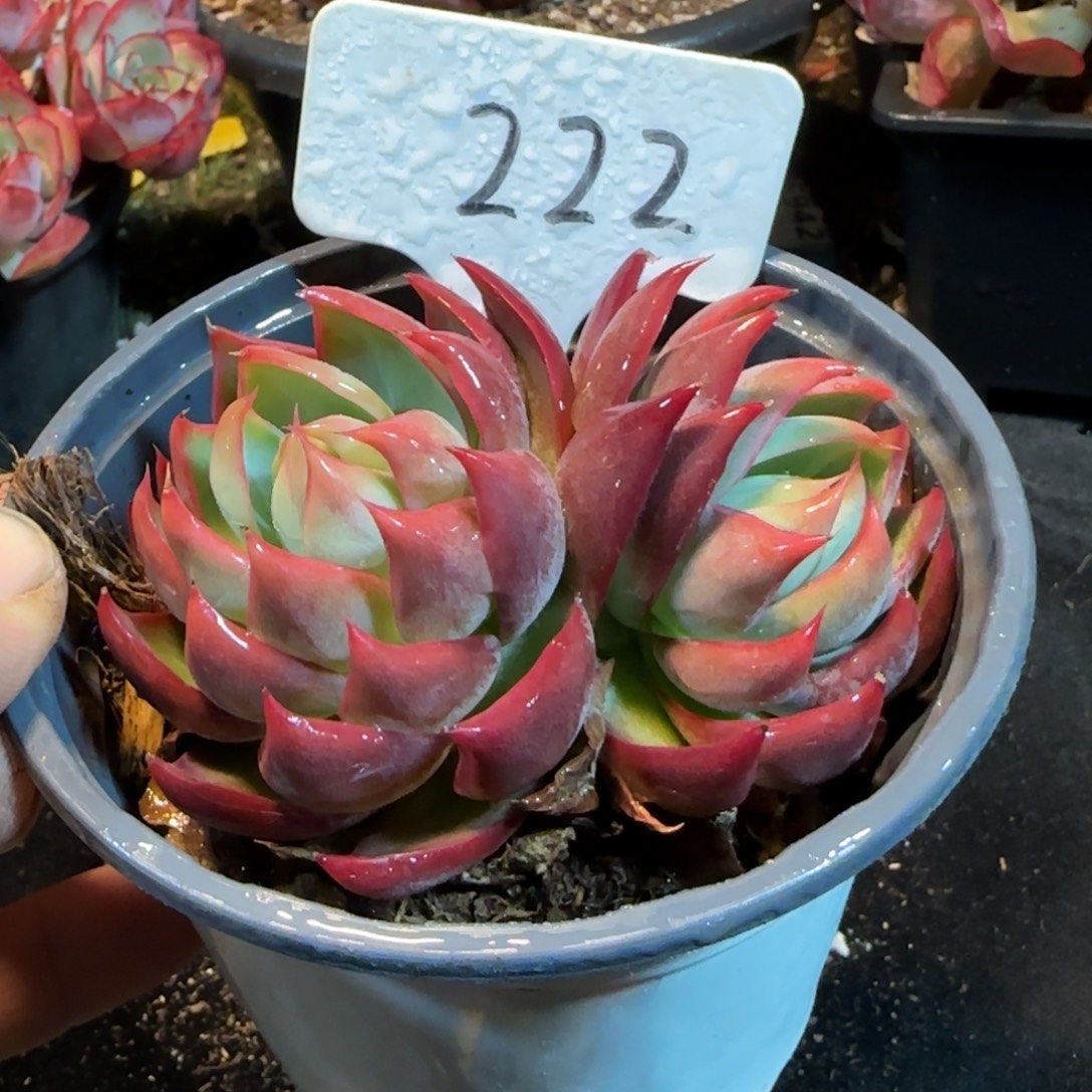 惊鸿一物一拍包装收缩花旱222