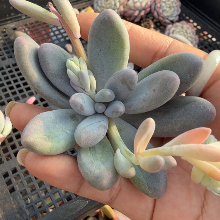 汤圆锦主头拉丝锦