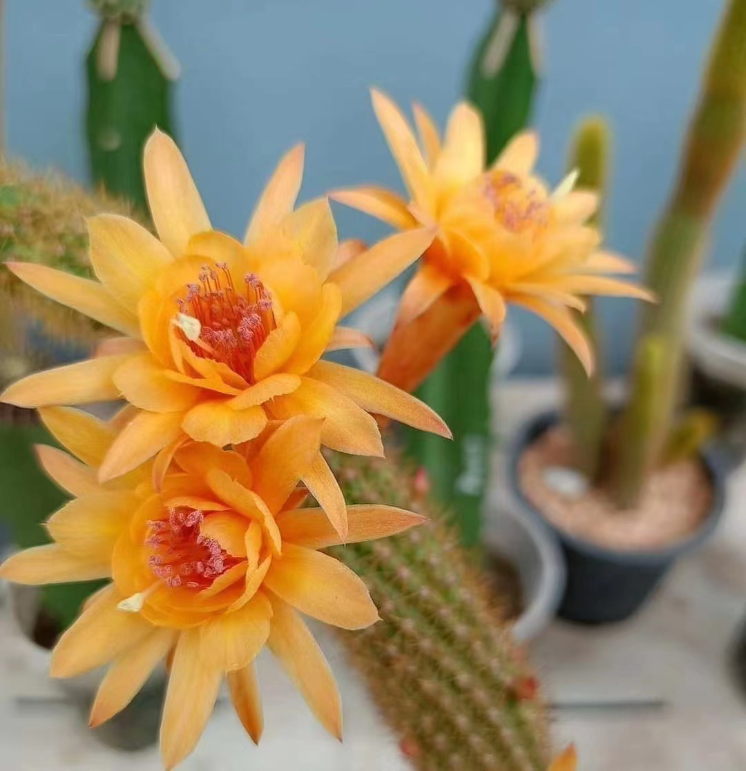 仙人球多肉植物垂钓品种黄花金妞好养易活