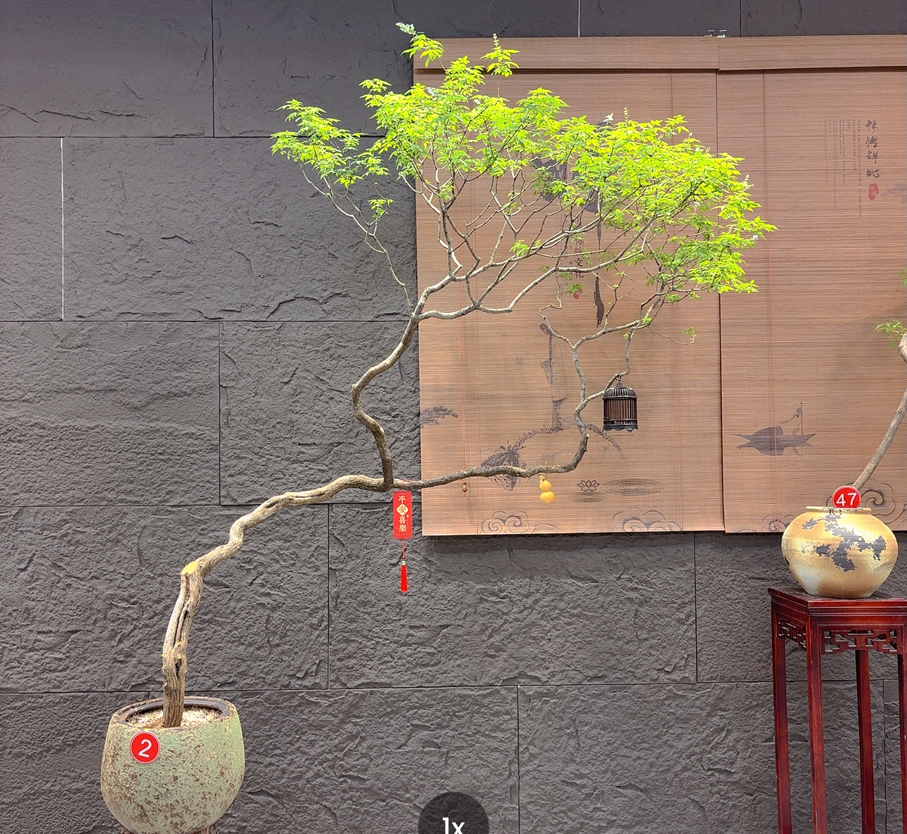 2号 海岛黄荆【禧卉精品盆景】老桩飘枝造型盆景带盆高2米宽1米8