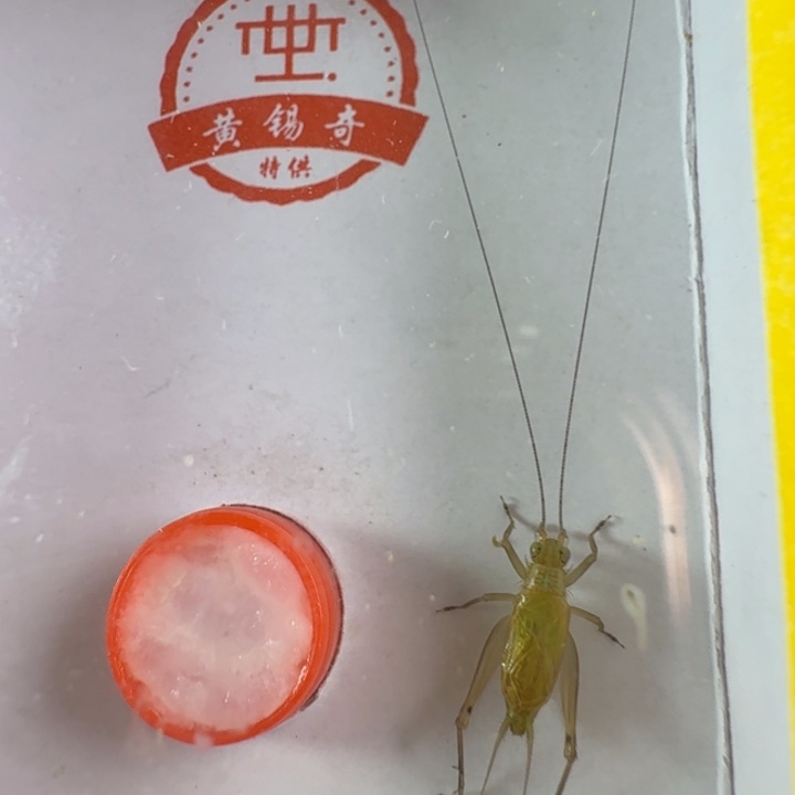 漂亮绿蛉一只合适