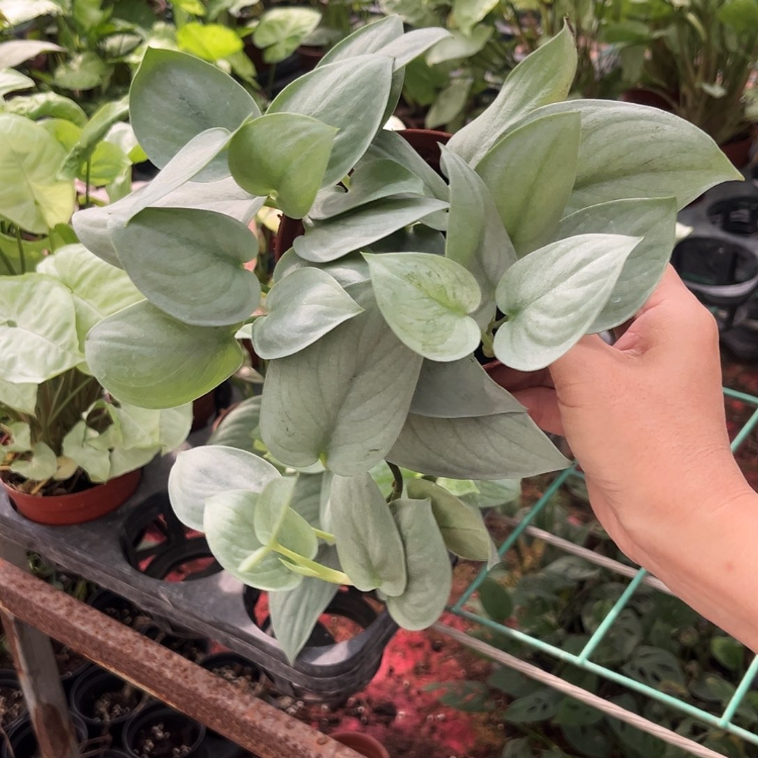 完全开放919 银英雄