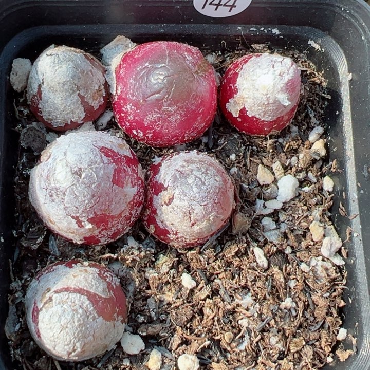 144号整盆1111111111