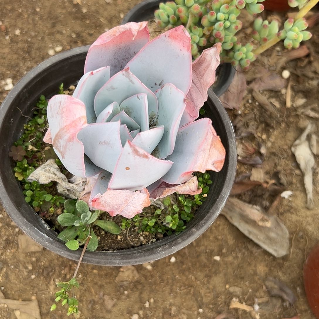 多肉植物多肉植物