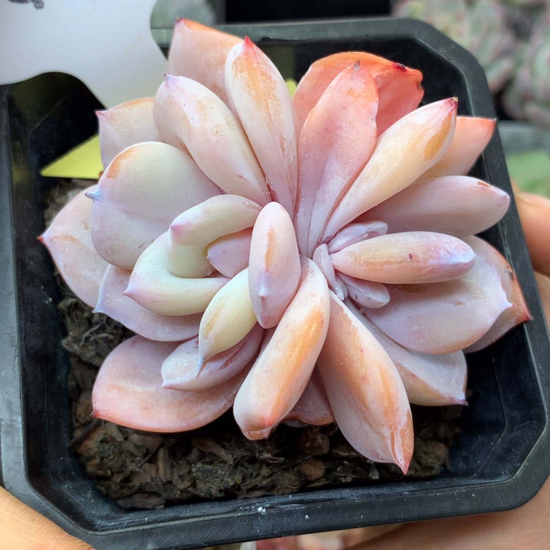 韩货奶茶双头4256