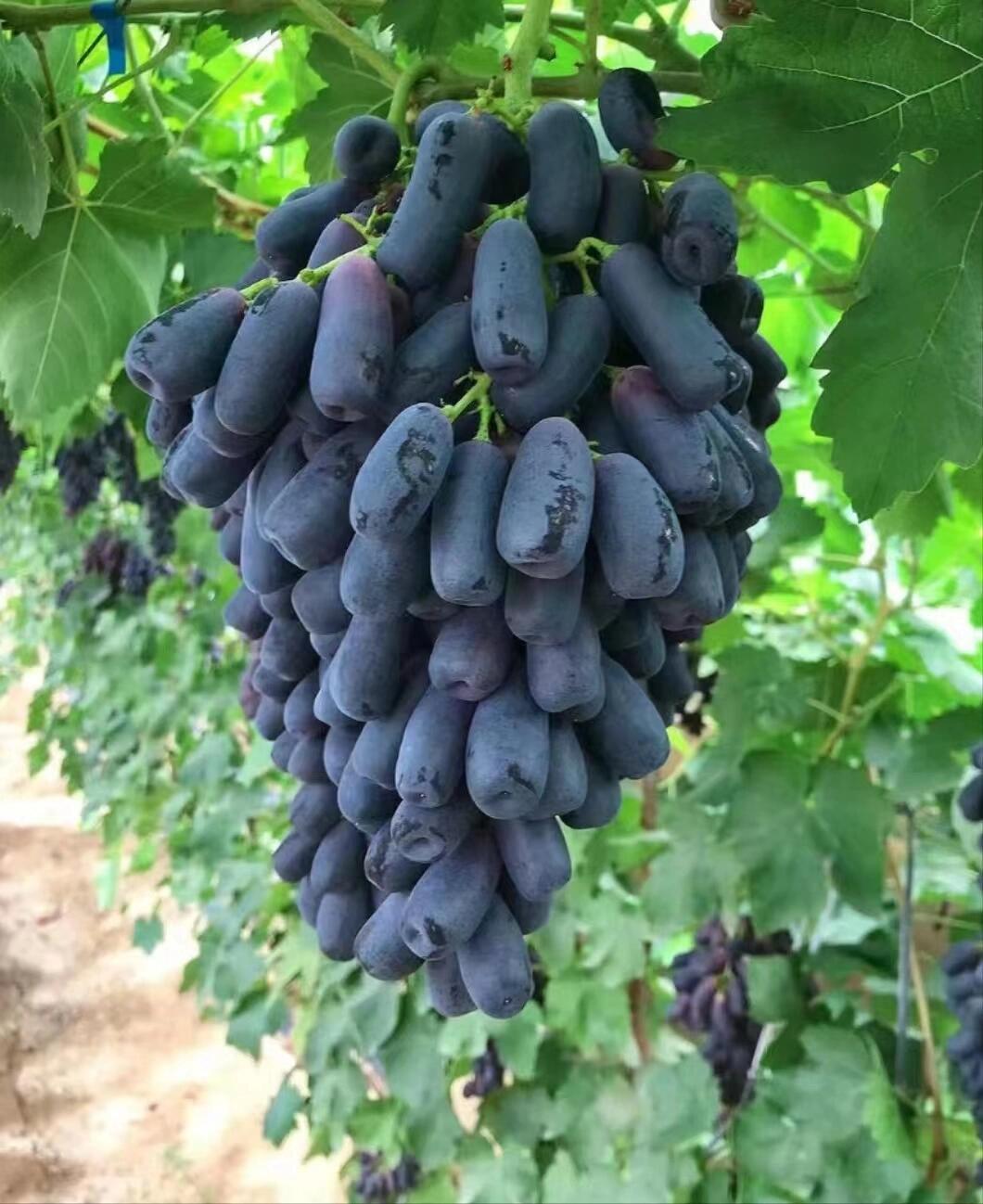 【Y】新鲜蓝宝石葡萄【顺丰冷链】现摘整串当季金手指无籽黑提子香甜