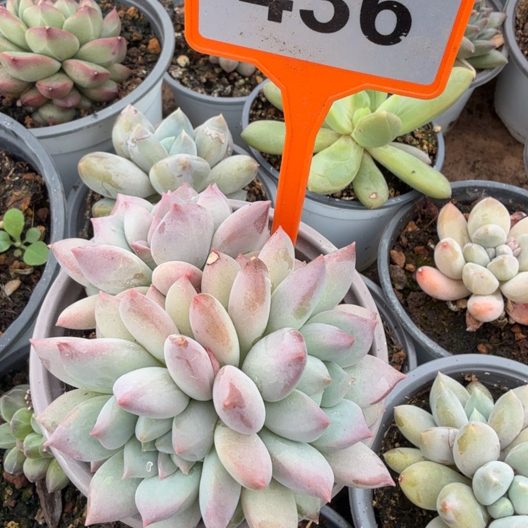 多肉植物漂亮多肉436