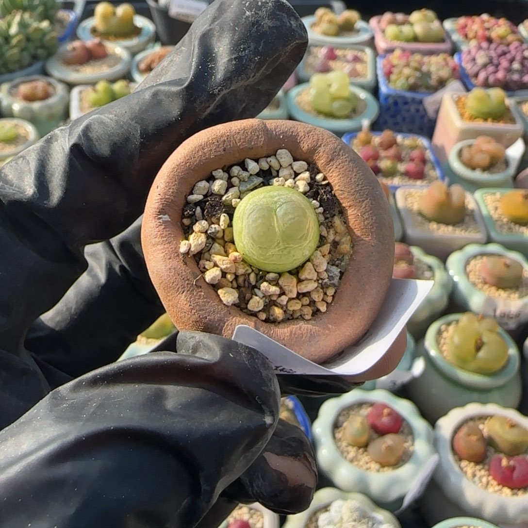 4165--一物一拍 带盆