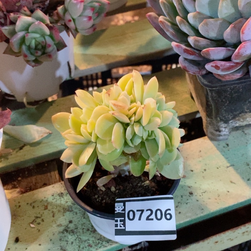 【闪购商品】碧桃缀07206