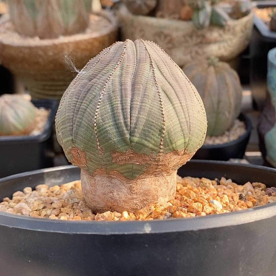 布纹球精品多肉一物一拍