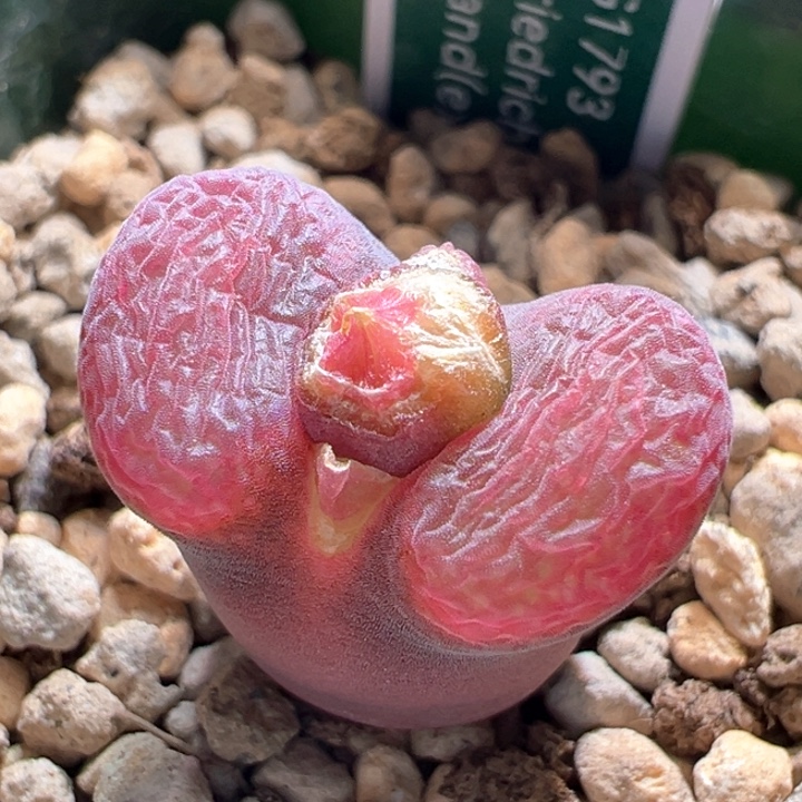 w180。青蛙5年流沙。88折后价