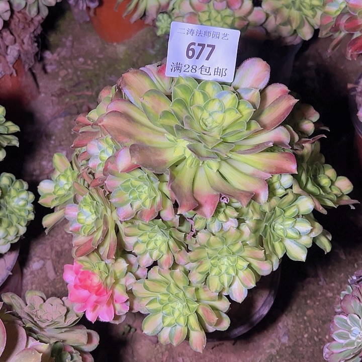 677韶华多肉植物老桩