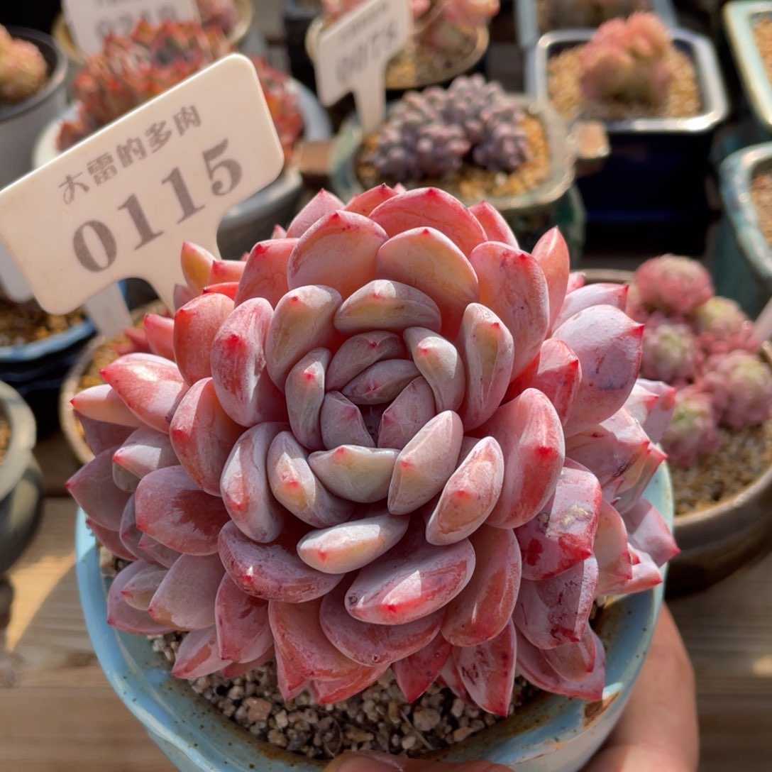 0115橙子不带盆12厘米