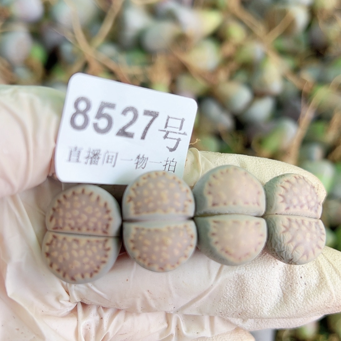 8527四年饼干4个1.8cm左右打包出