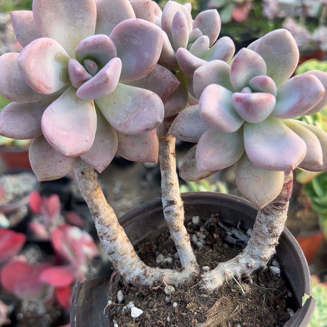 多肉植物多肉植物