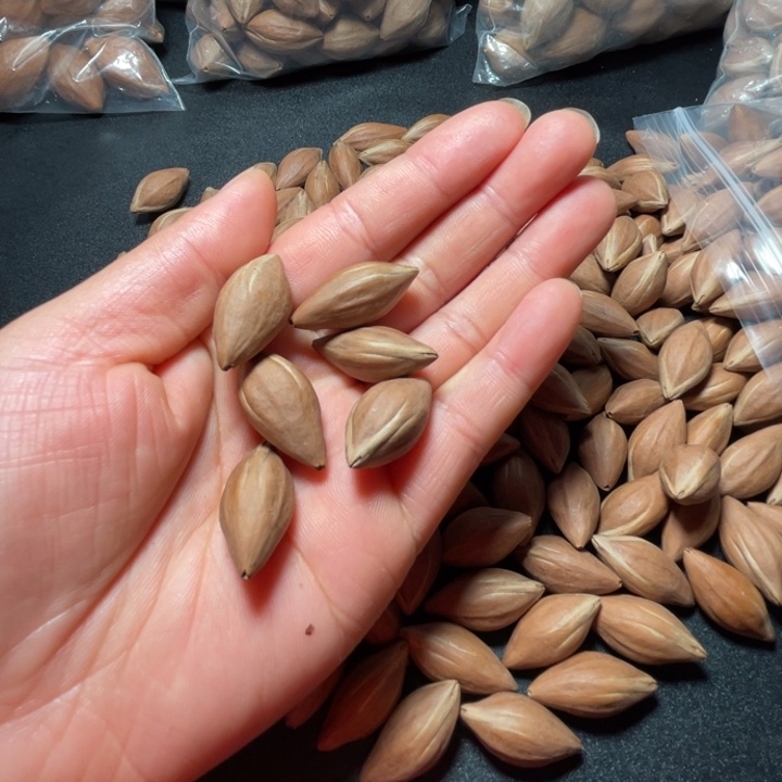 )***始猪牙手串/手链我是