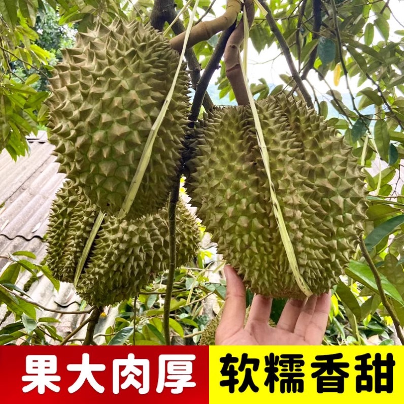 w2榴莲果苗南北方种猫山王榴莲正宗云南嫁接金枕地栽盆栽苗